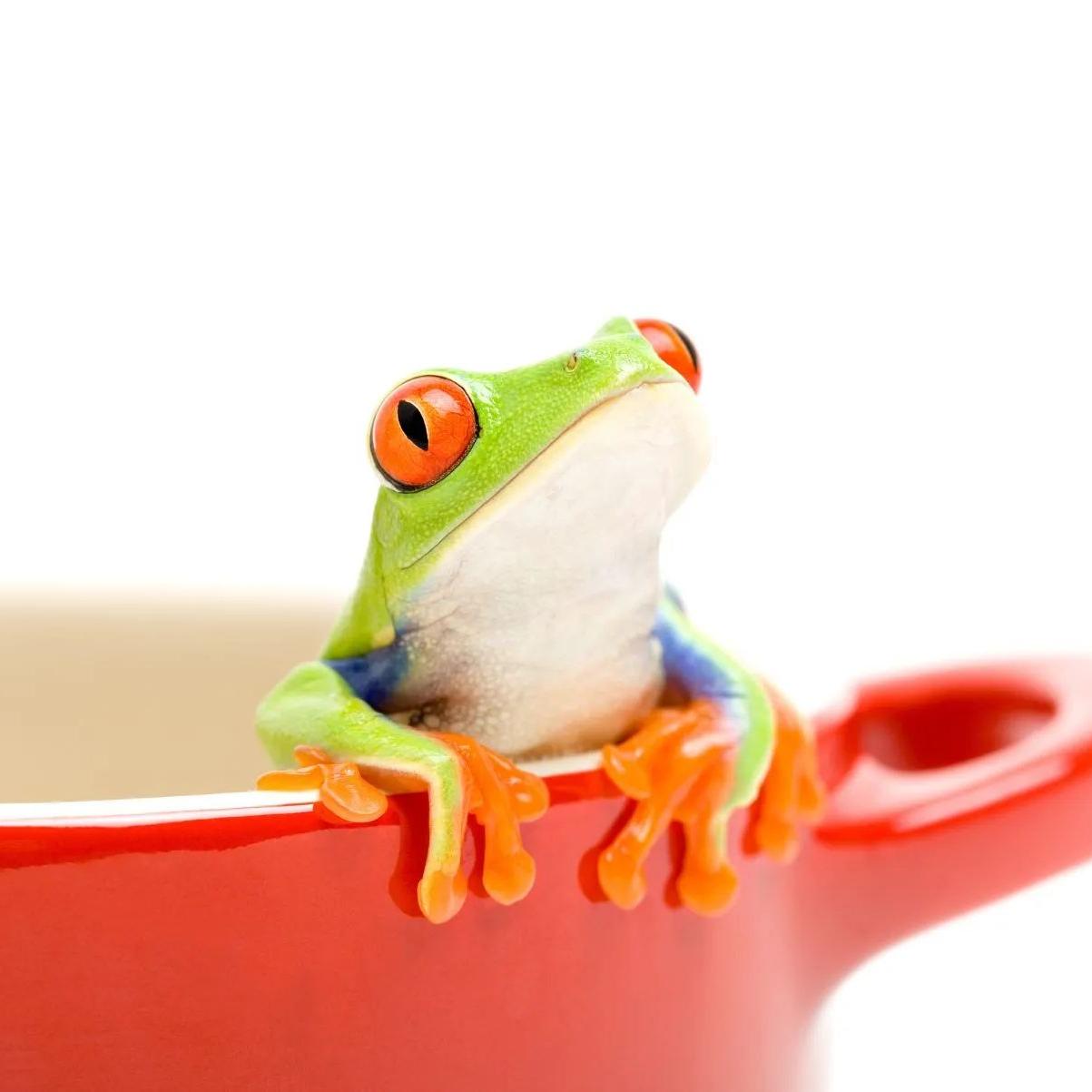 Centenas de países se reúnem para tentar botar um freio no crescente declínio das espécies