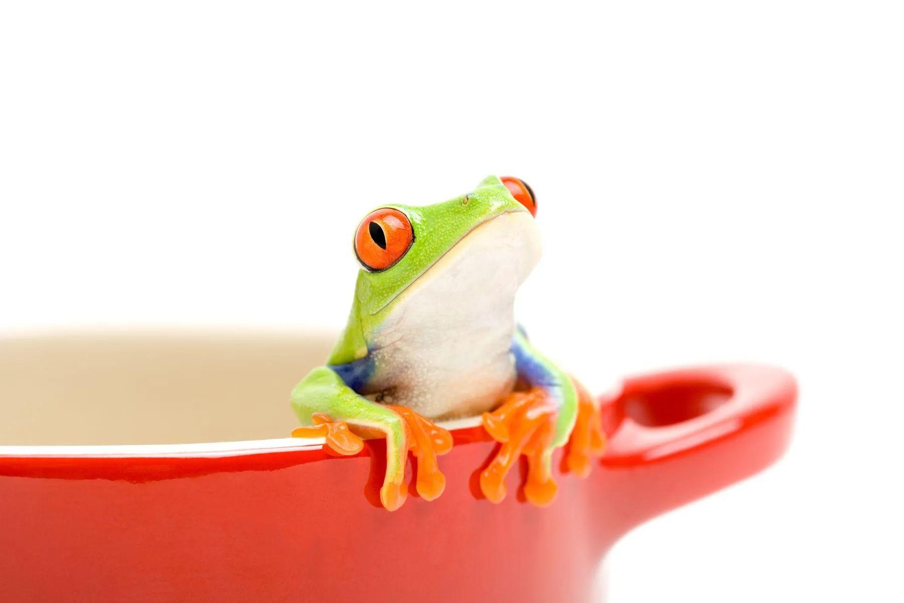 Centenas de países se reúnem para tentar botar um freio no crescente declínio das espécies