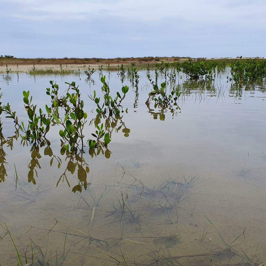 Justiça concedeu uma nova liminar determinando medidas emergenciais para conter a erosão costeira no Parque Estadual Ilha do Cardoso, em Cananéia