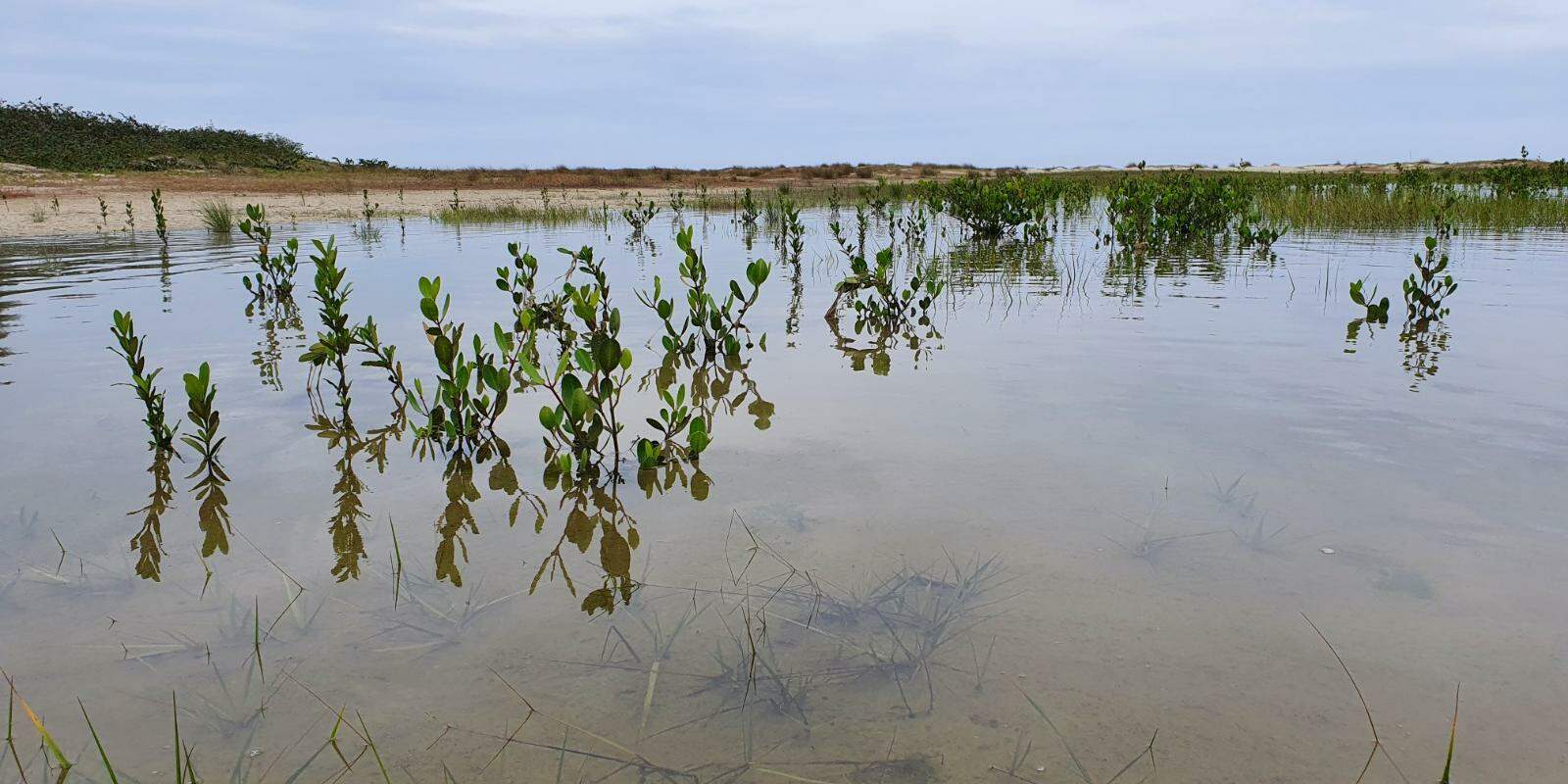 Justiça concedeu uma nova liminar determinando medidas emergenciais para conter a erosão costeira no Parque Estadual Ilha do Cardoso, em Cananéia
