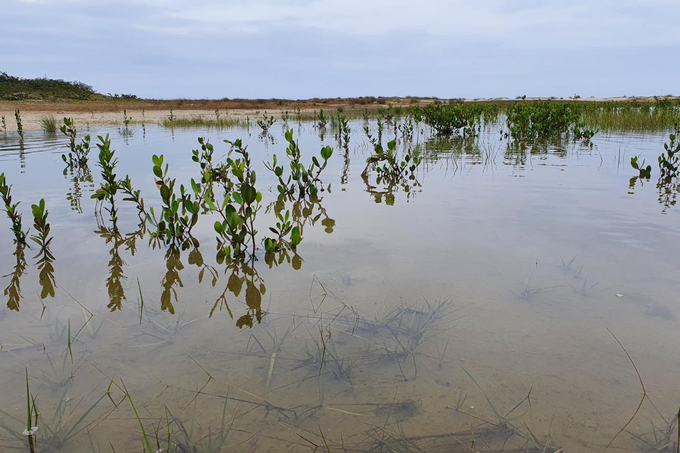 Justiça concedeu uma nova liminar determinando medidas emergenciais para conter a erosão costeira no Parque Estadual Ilha do Cardoso, em Cananéia