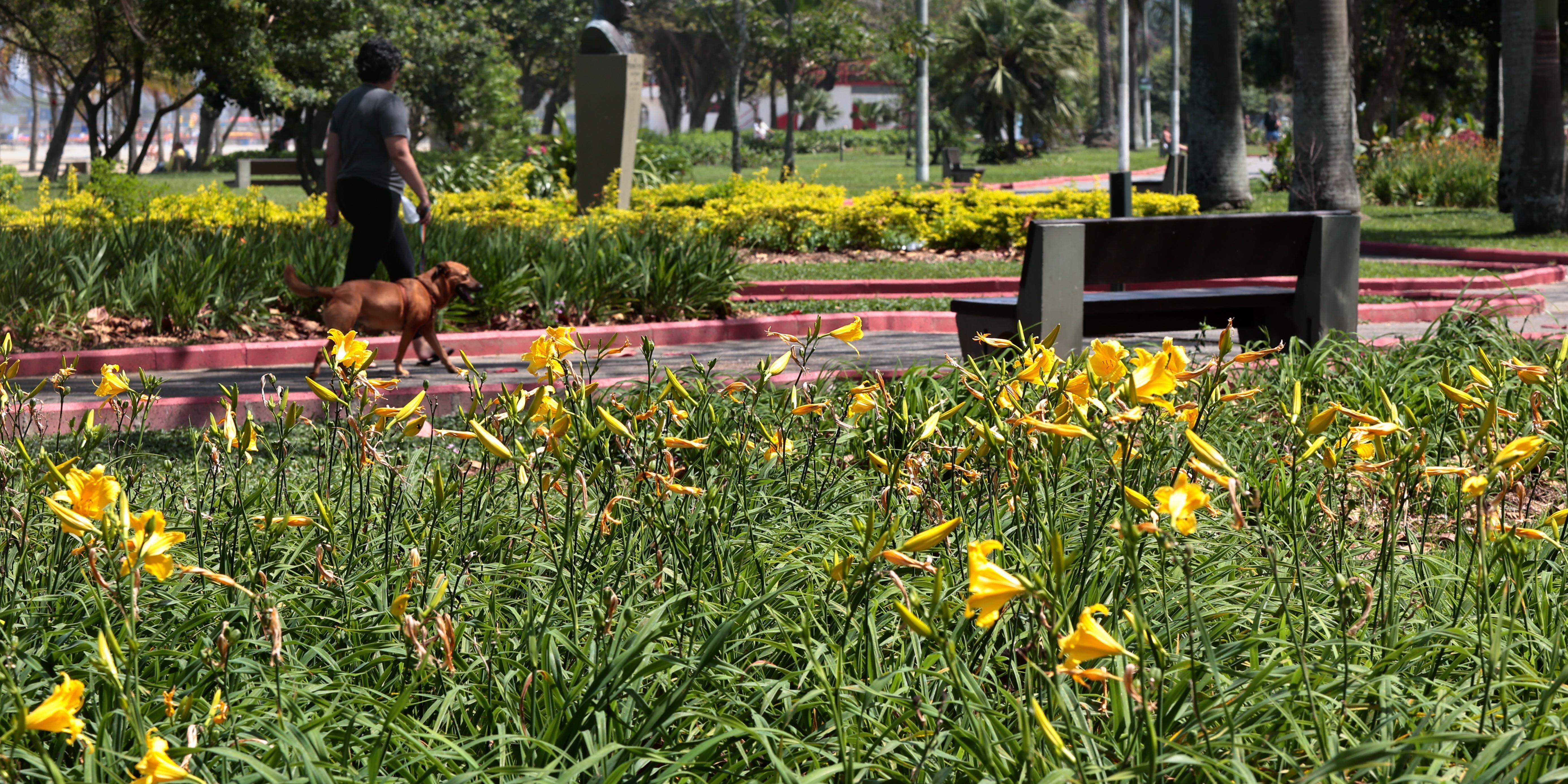 Não só de flores são feitos os mais de cinco quilômetros de jardins – o mais extenso de praia no mundo: há várias espécies de plantas, adequadas ao solo e ao clima praiano