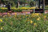 Não só de flores são feitos os mais de cinco quilômetros de jardins – o mais extenso de praia no mundo: há várias espécies de plantas, adequadas ao solo e ao clima praiano