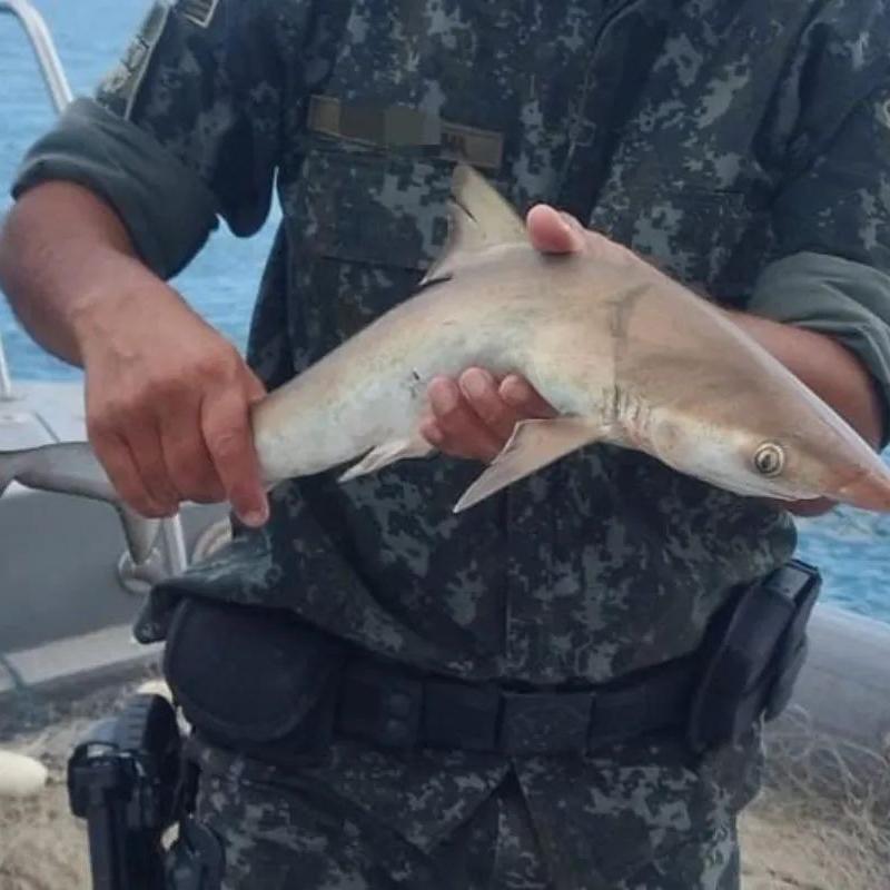 Diversos peixes e filhote de tubarão foram devolvidos ao mar