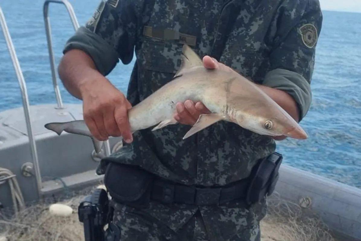 Diversos peixes e filhote de tubarão foram devolvidos ao mar