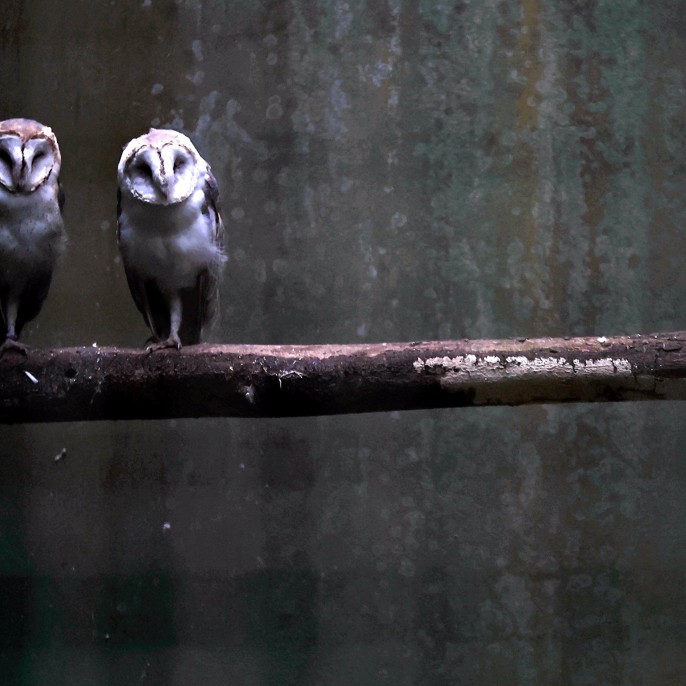 Plantas, animais e esculturas encantam visitantes, que percorrem alamedas e compõem memórias