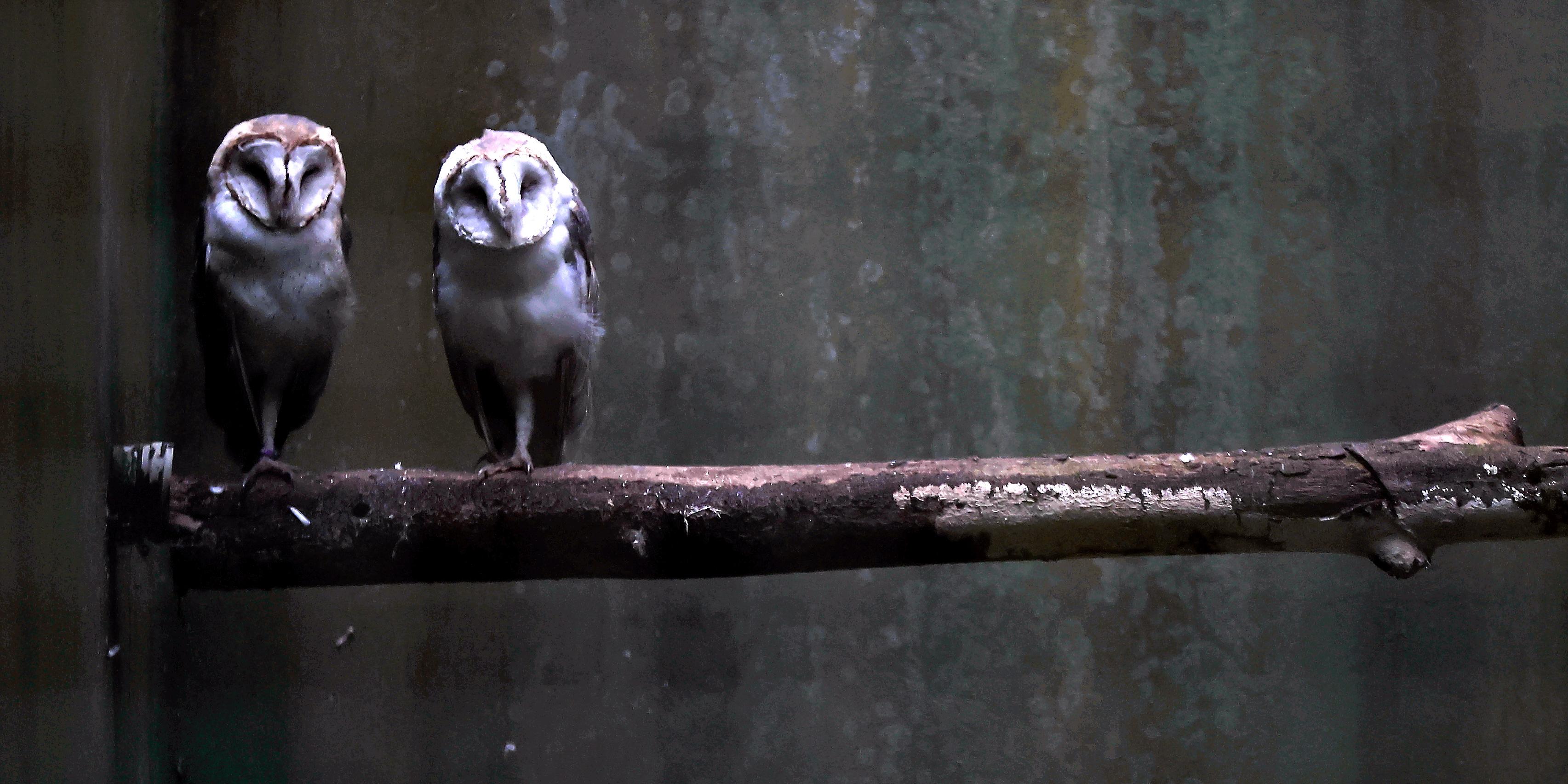 Plantas, animais e esculturas encantam visitantes, que percorrem alamedas e compõem memórias
