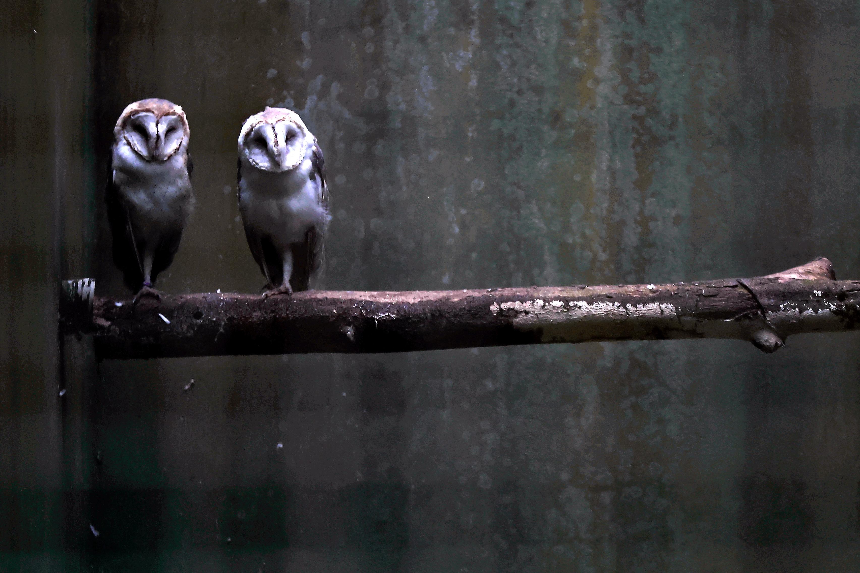 Plantas, animais e esculturas encantam visitantes, que percorrem alamedas e compõem memórias
