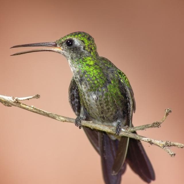 O voo do colibri