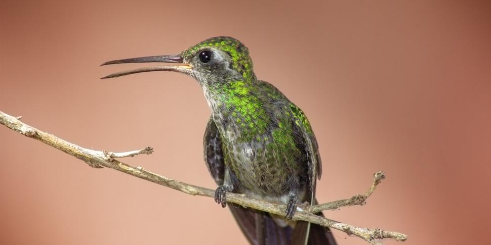 O voo do colibri