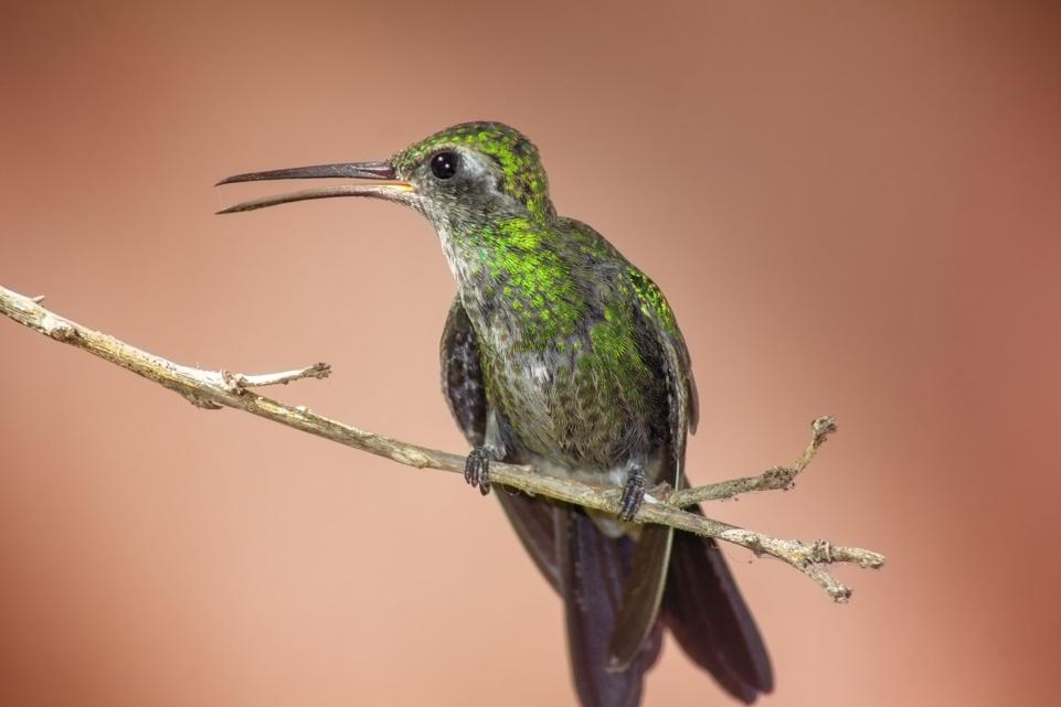 O voo do colibri