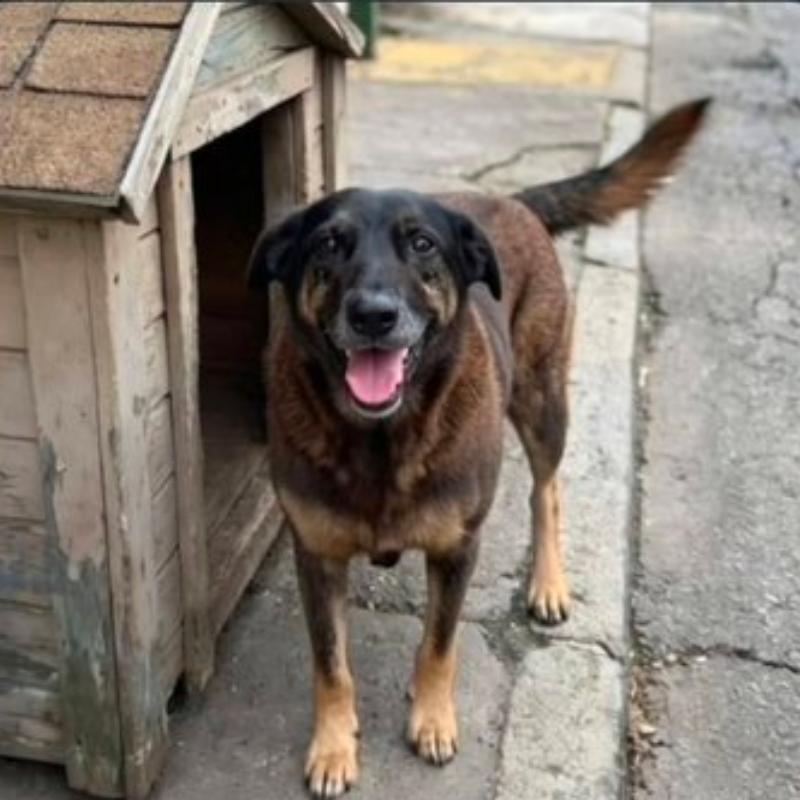 O silêncio deixado por Orelha