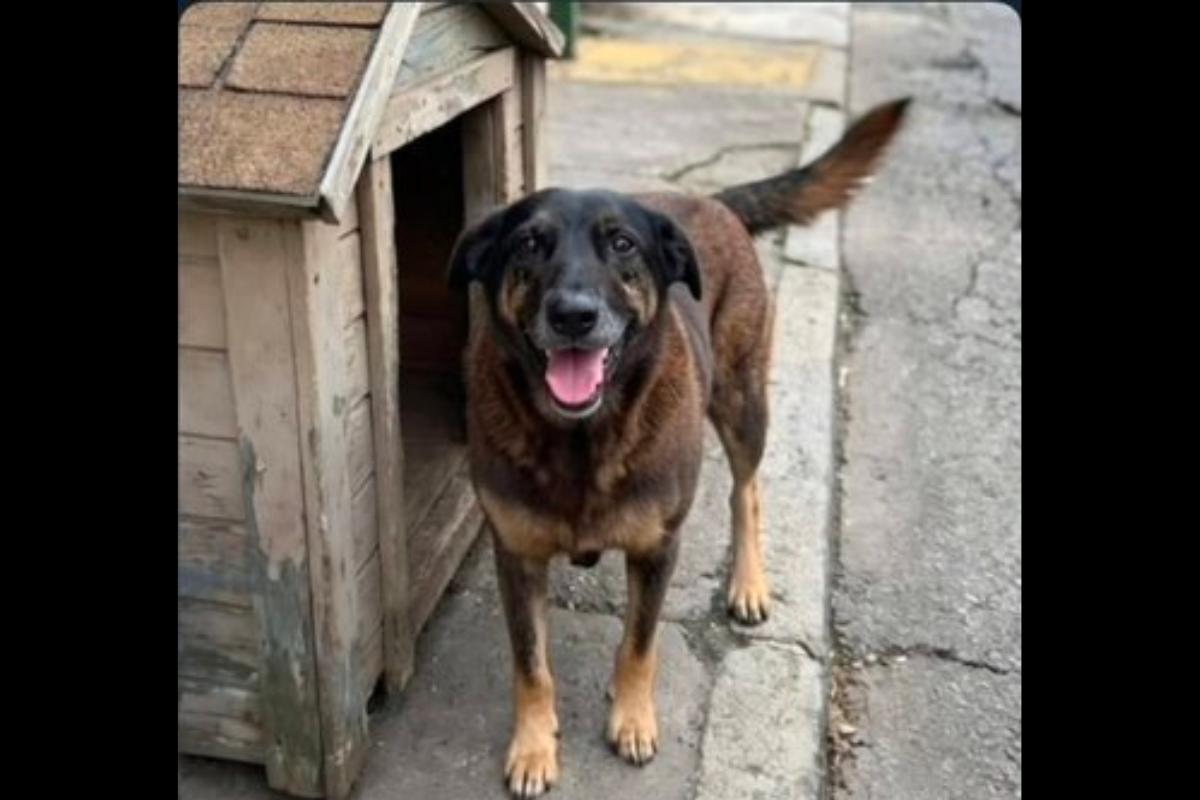 O silêncio deixado por Orelha