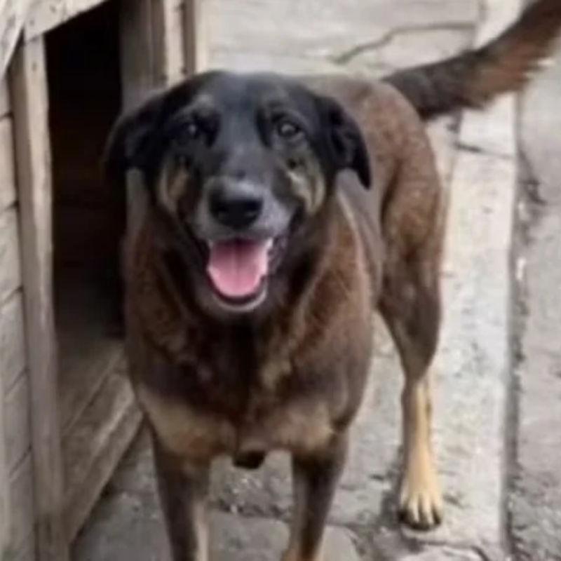 Sejamos todos Orelha!