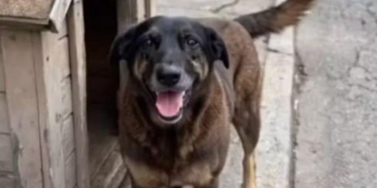 Sejamos todos Orelha!