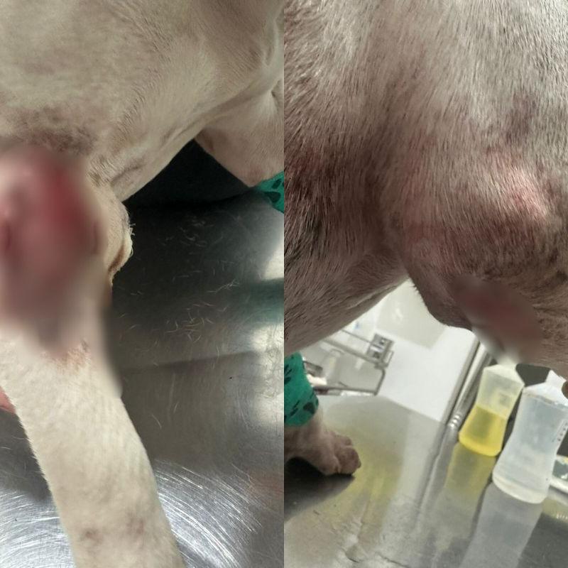 GCM atira em cadela após confusão em rua de Cubatão; caso é investigado