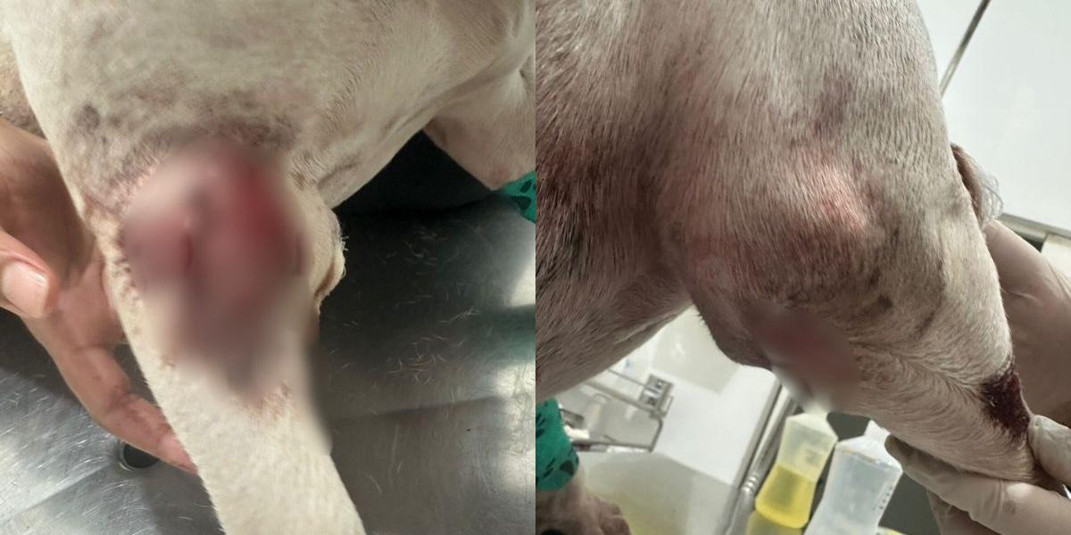 GCM atira em cadela após confusão em rua de Cubatão; caso é investigado