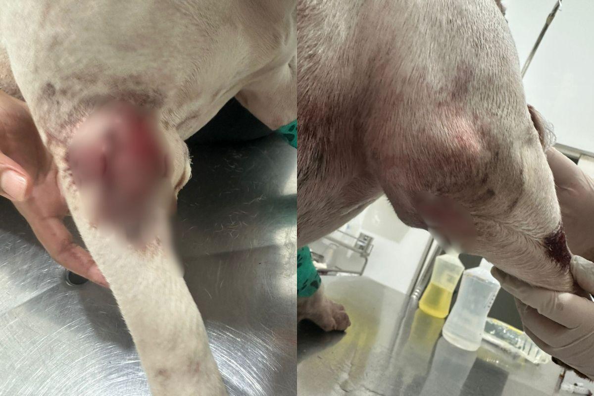 GCM atira em cadela após confusão em rua de Cubatão; caso é investigado