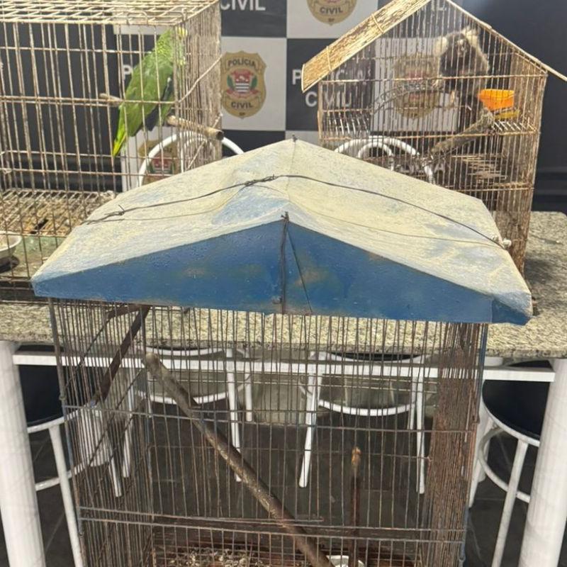 Animais silvestres são apreendidos em cativeiro doméstico no Guarujá