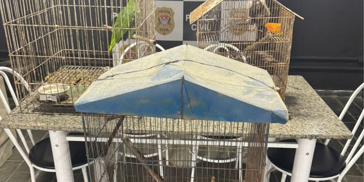 Animais silvestres são apreendidos em cativeiro doméstico no Guarujá
