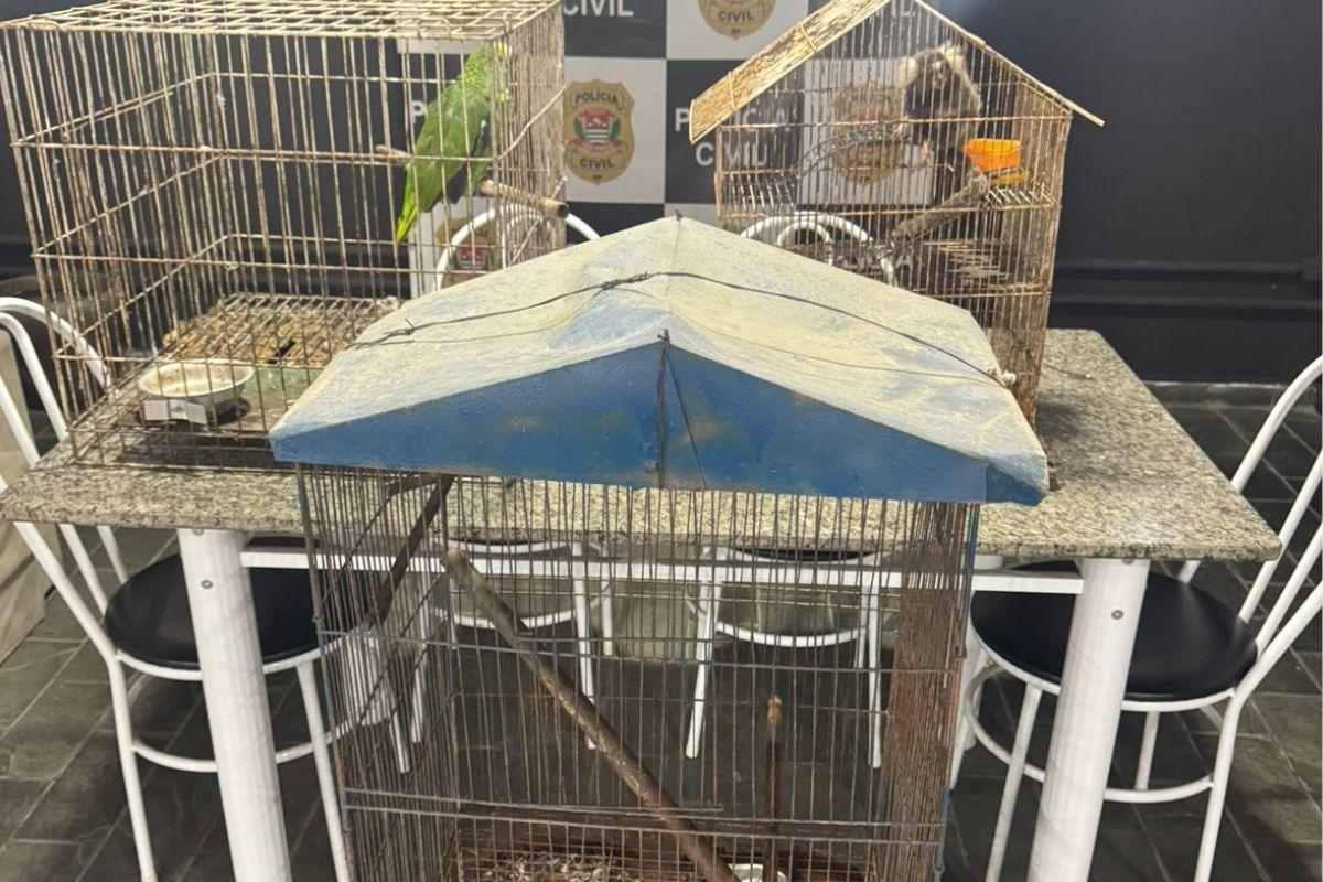Animais silvestres são apreendidos em cativeiro doméstico no Guarujá