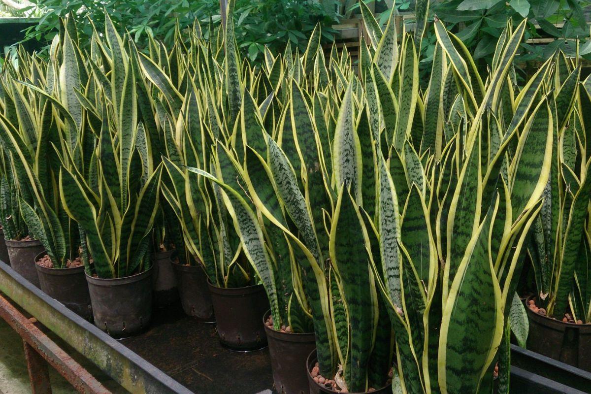 Conheça os benefícios surpreendentes dessa espécie que pode melhorar a qualidade do ar na sua casa