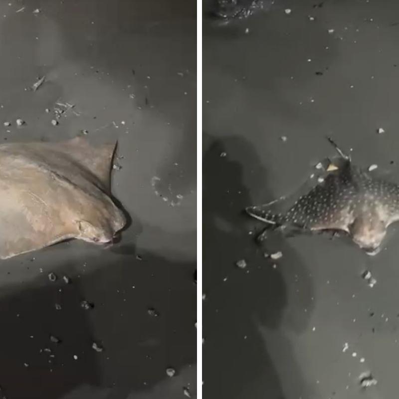 Várias raias foram encontradas mortas espalhadas em praia de São Vicente