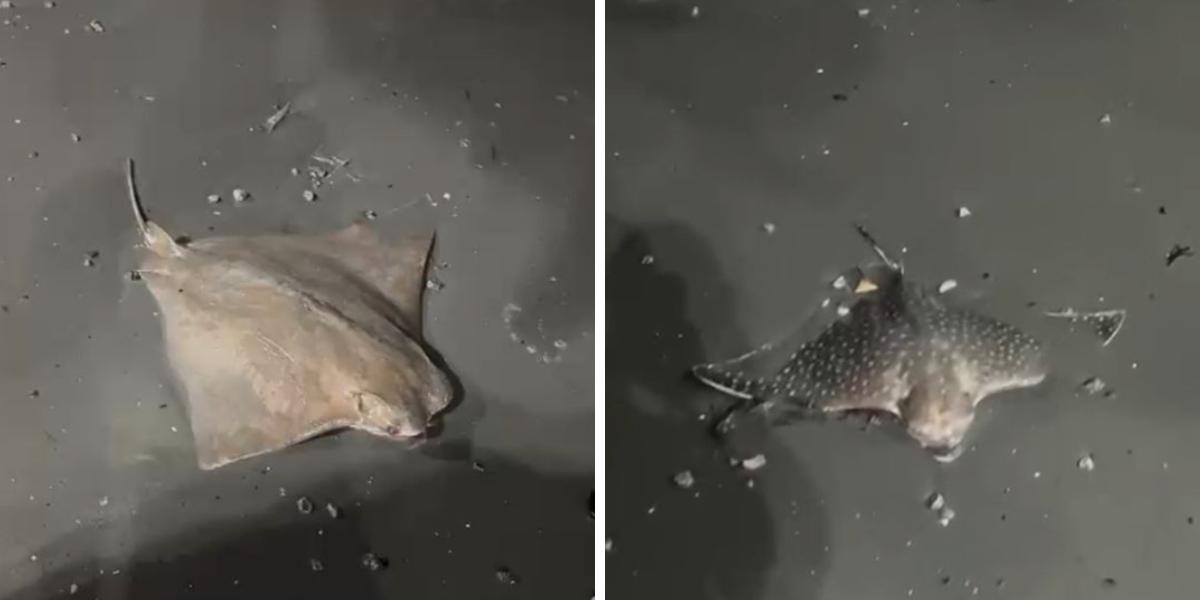 Várias raias foram encontradas mortas espalhadas em praia de São Vicente