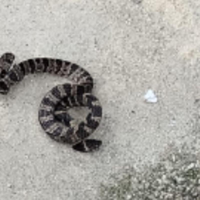 Cobra foi achada em um quintal de uma casa de Mongaguá, por um pedreiro