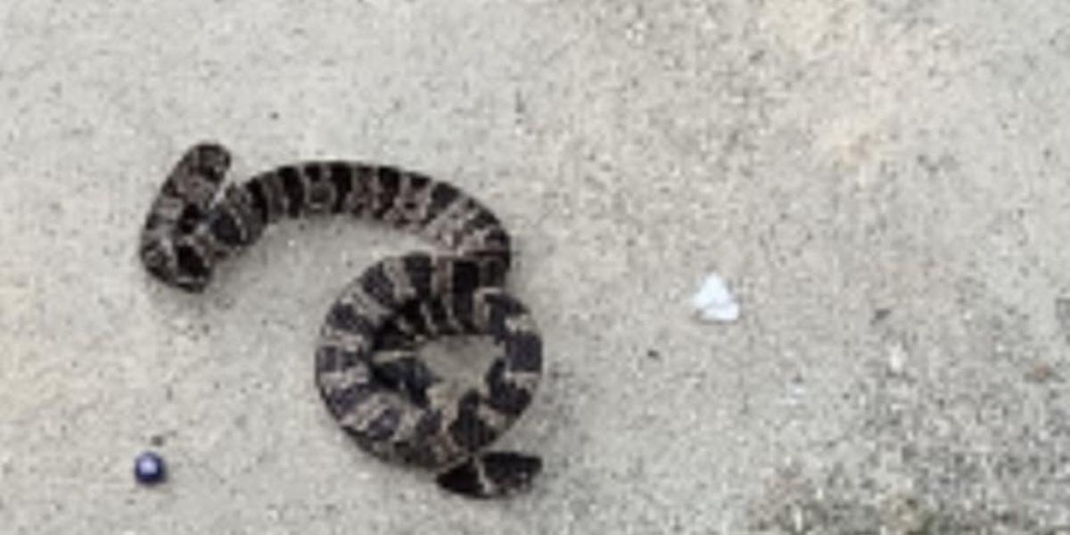 Cobra foi achada em um quintal de uma casa de Mongaguá, por um pedreiro