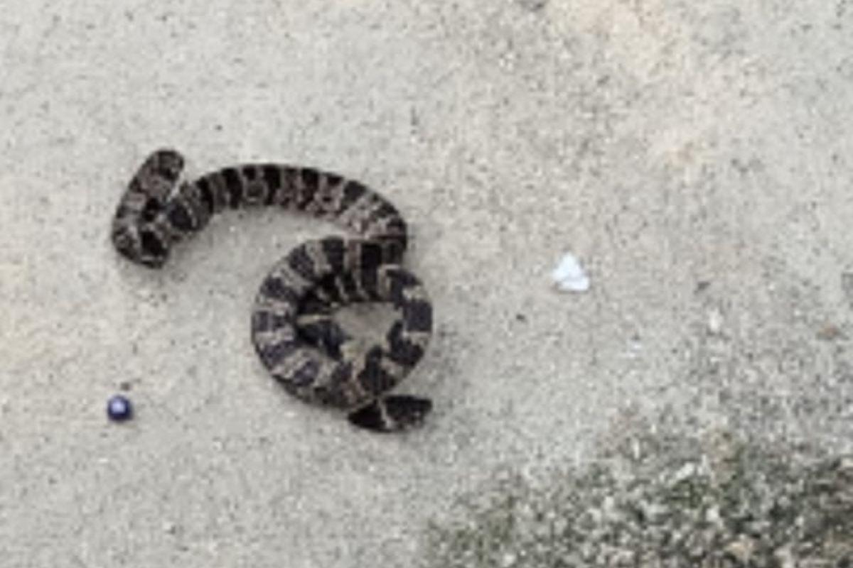 Cobra foi achada em um quintal de uma casa de Mongaguá, por um pedreiro