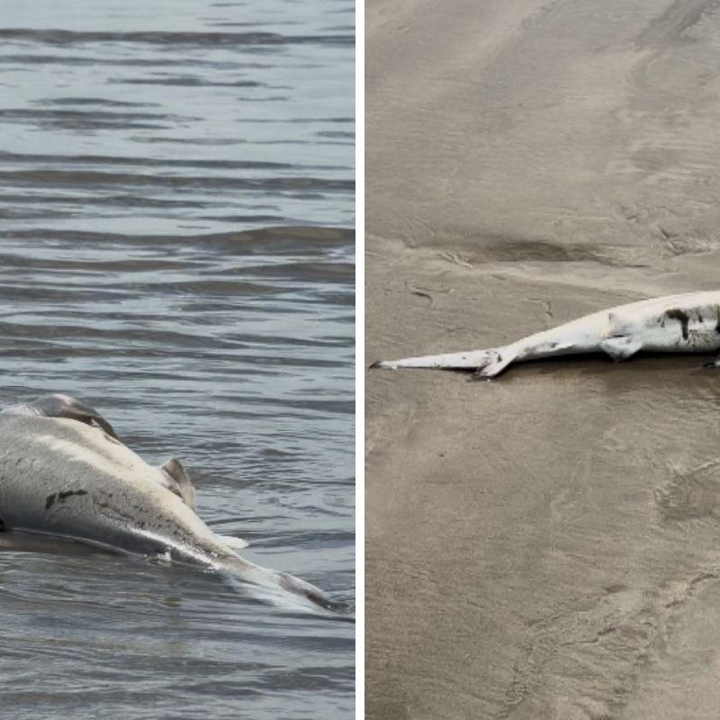 Filhote de tubarão foi achado sem vida na praia do Bairro Jardim Real, na manhã desta quinta (12)