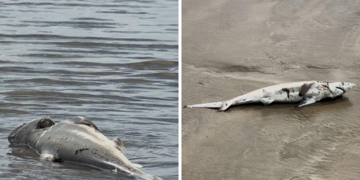 Filhote de tubarão foi achado sem vida na praia do Bairro Jardim Real, na manhã desta quinta (12)