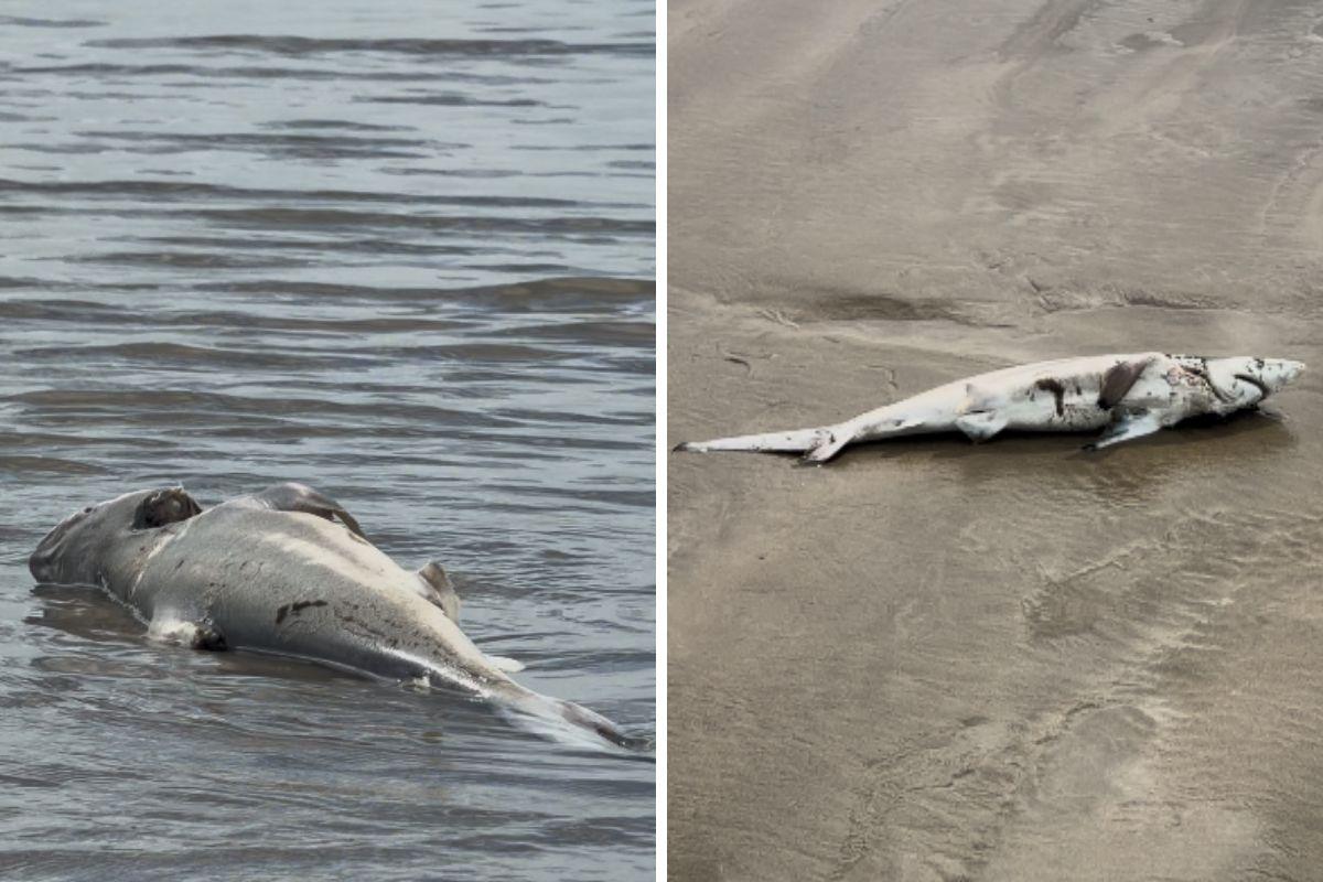 Filhote de tubarão foi achado sem vida na praia do Bairro Jardim Real, na manhã desta quinta (12)