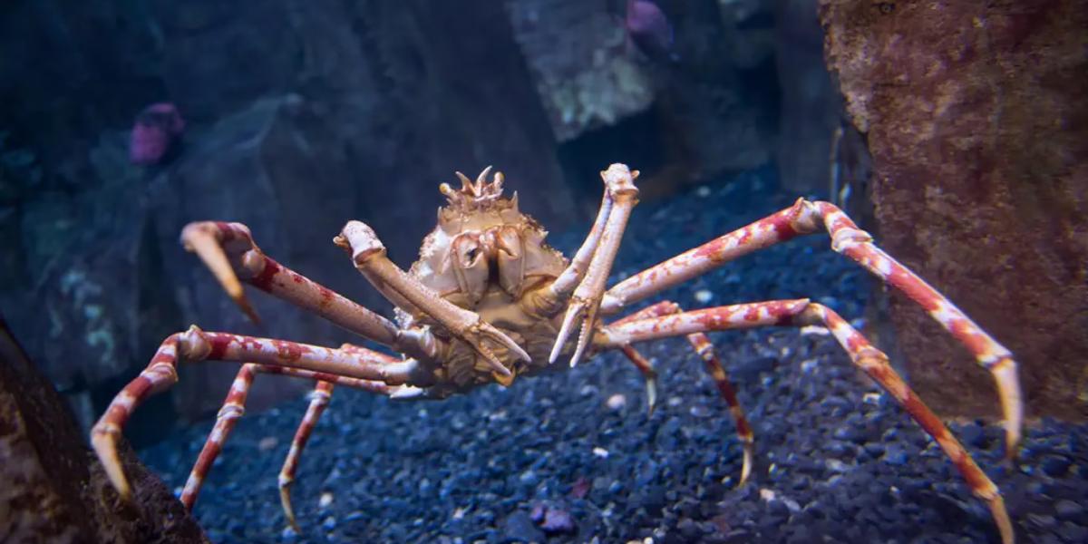 O exemplar do gigante marinho pode ser observado de perto no Museu do Mar e Marítimo