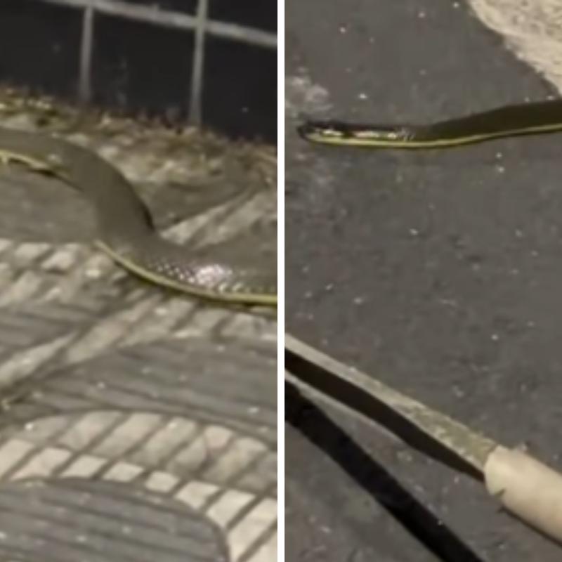 O biólogo Ricardo Samelo explicou que se trata de uma cobra-d’água, inofensiva e sem peçonha