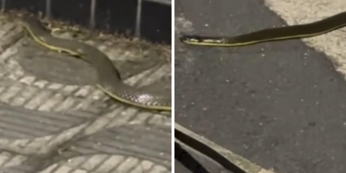 O biólogo Ricardo Samelo explicou que se trata de uma cobra-d’água, inofensiva e sem peçonha