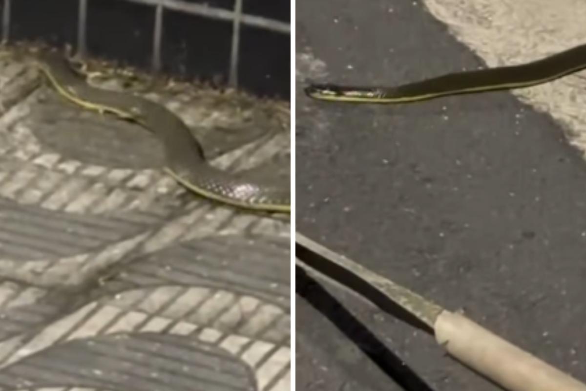 O biólogo Ricardo Samelo explicou que se trata de uma cobra-d’água, inofensiva e sem peçonha