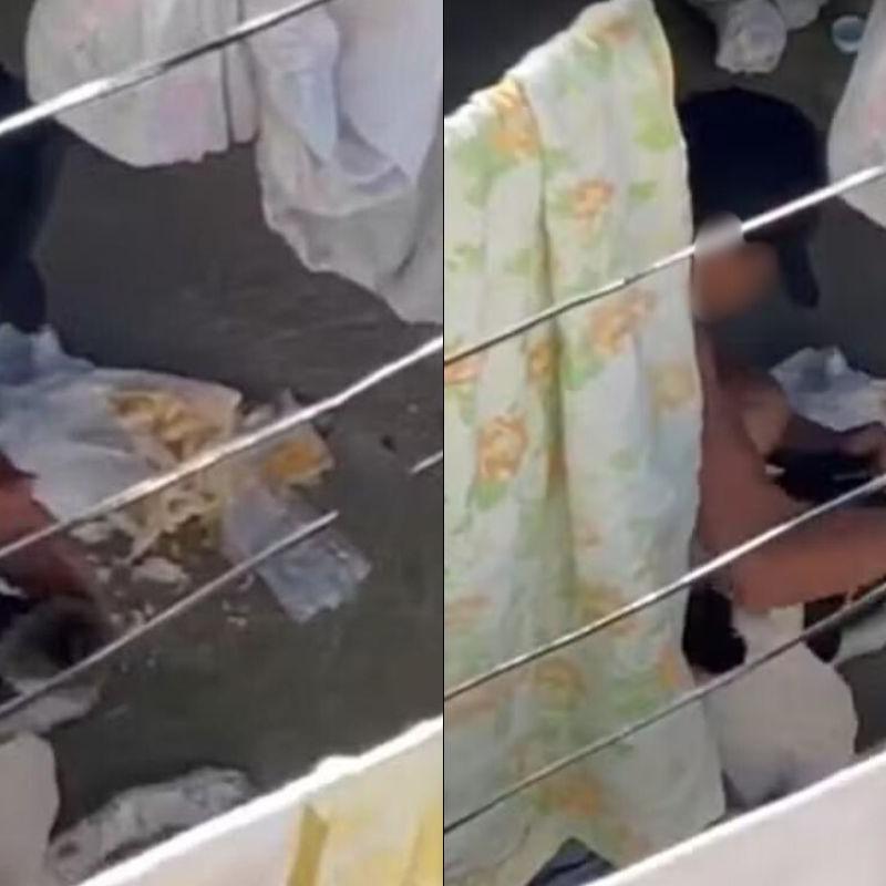 Homem é absolvido e recupera cão após quase quatro anos em abrigo