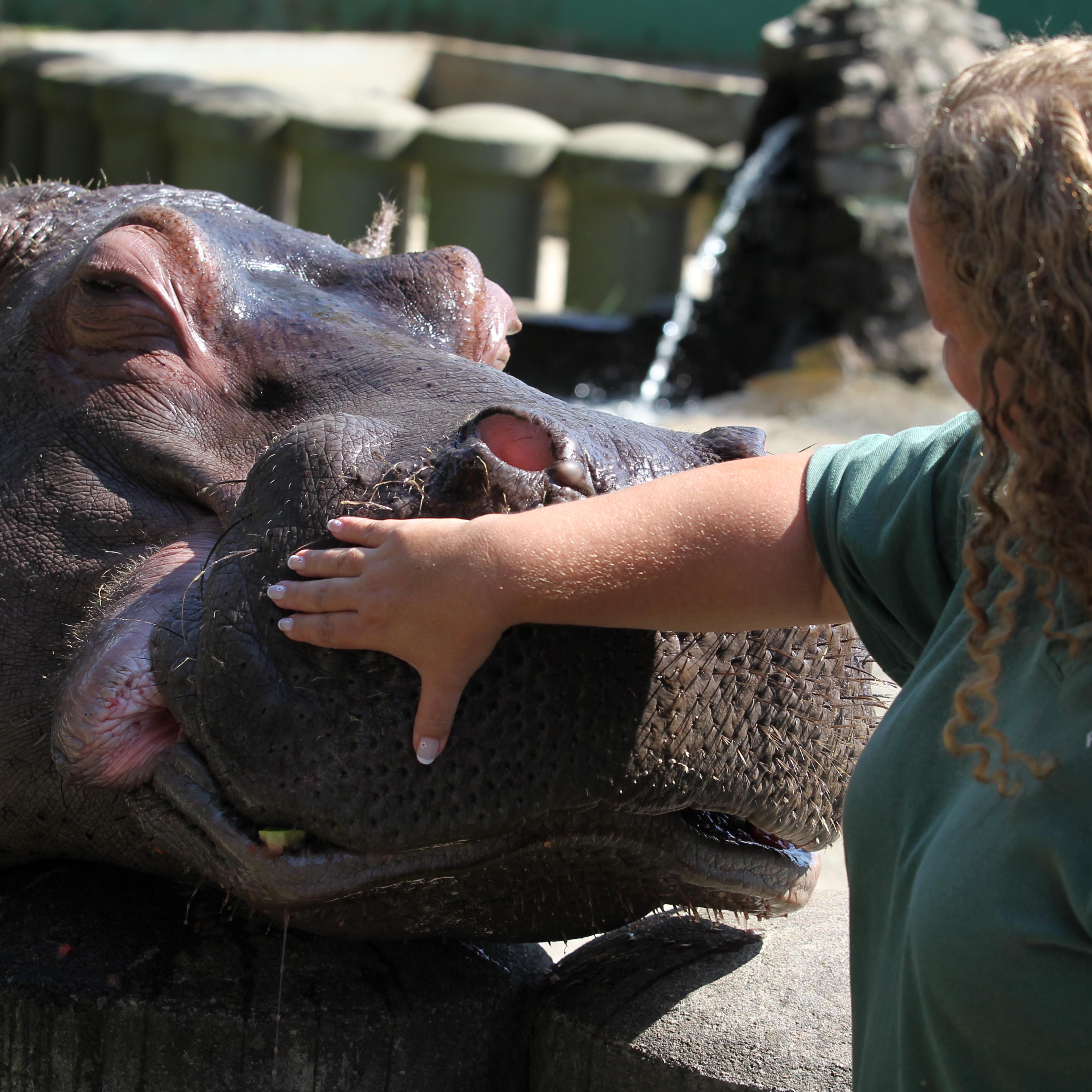 Hipopótamo Ramon deve ser transferido ao Zoológico de São Paulo