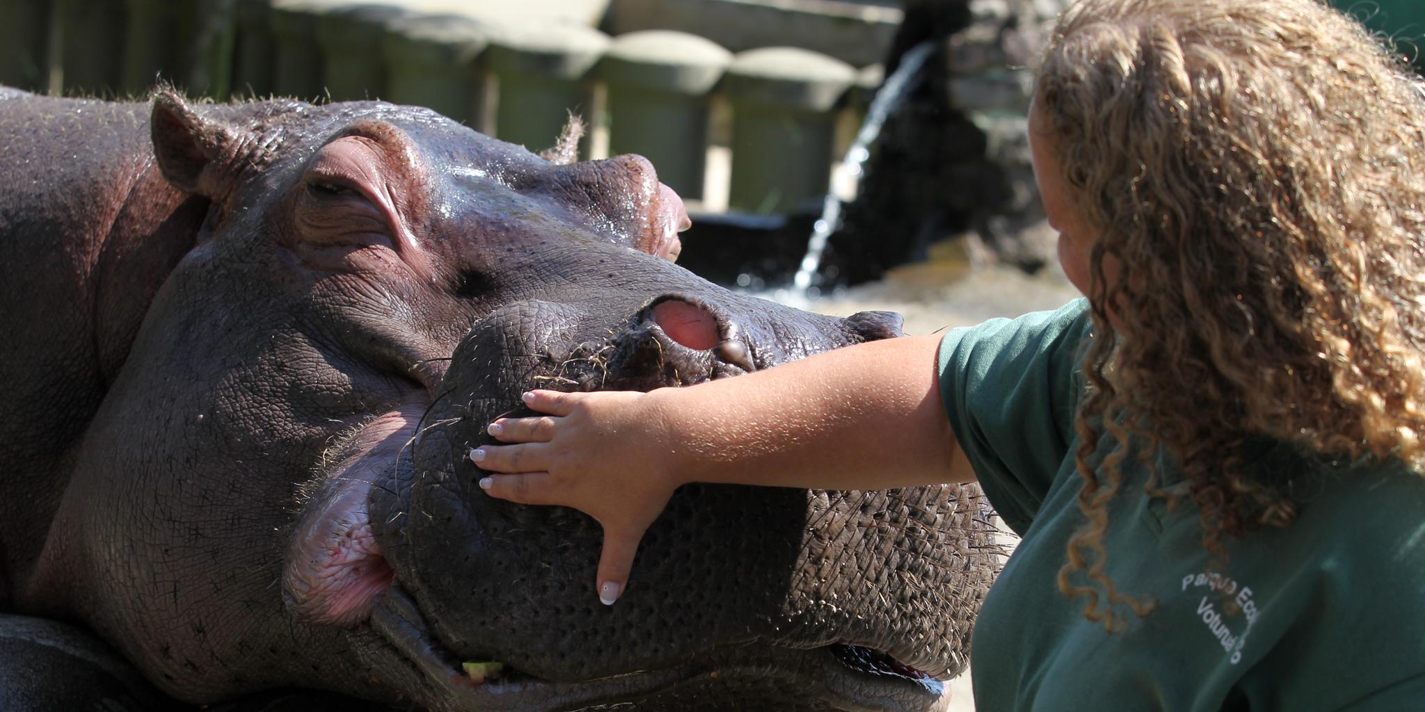 Hipopótamo Ramon deve ser transferido ao Zoológico de São Paulo