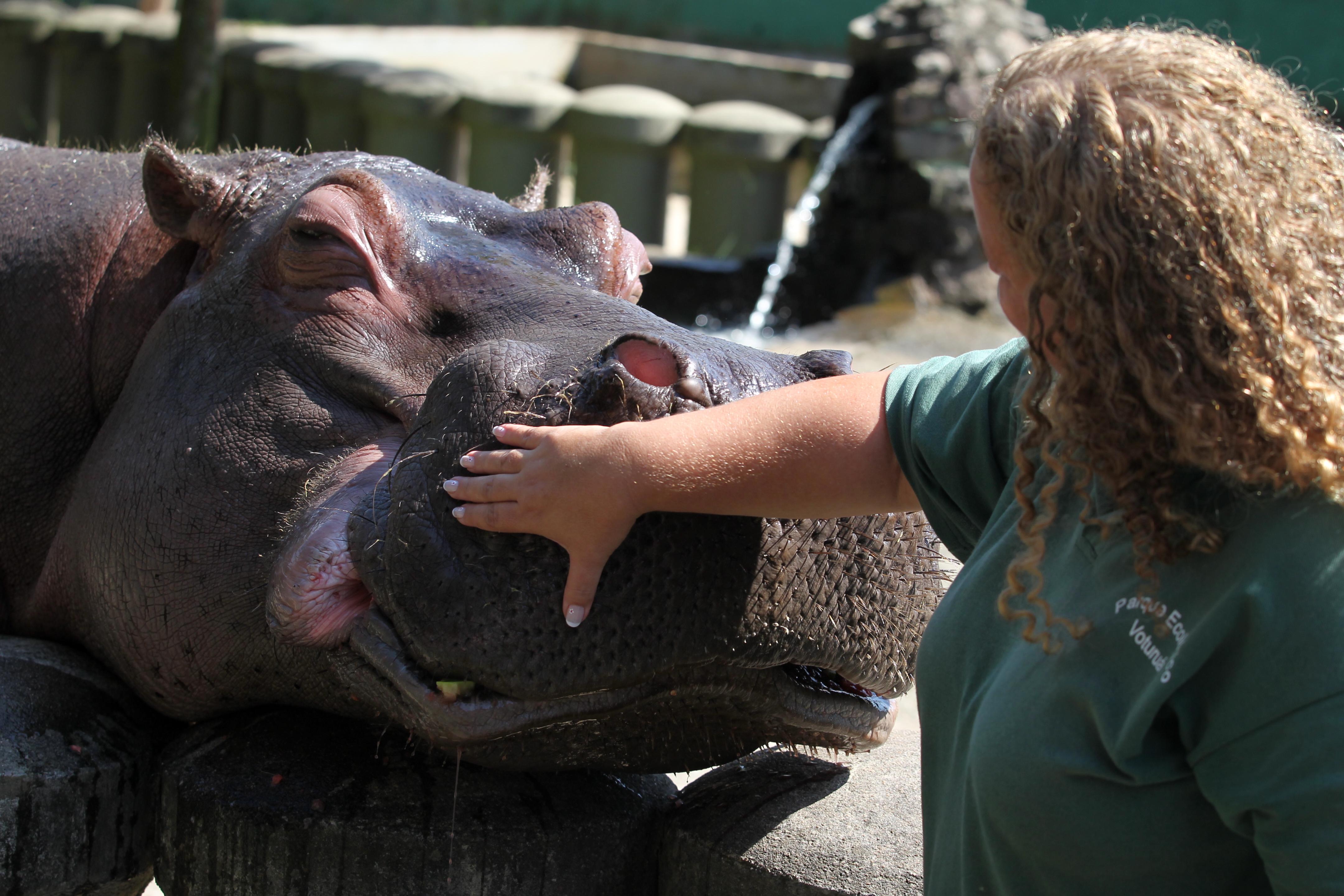 Hipopótamo Ramon deve ser transferido ao Zoológico de São Paulo