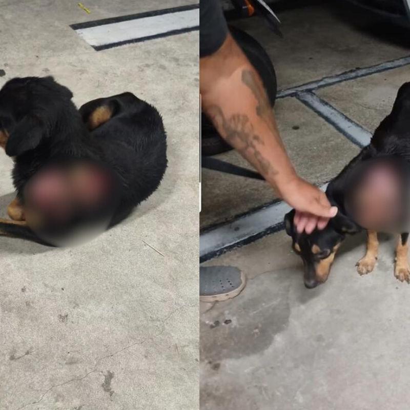Cachorro é resgatado com ferimentos de atropelamento em Itanhaém