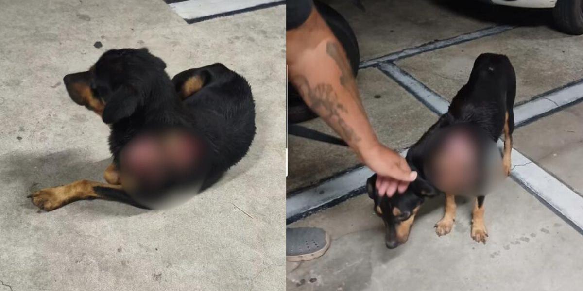 Cachorro é resgatado com ferimentos de atropelamento em Itanhaém