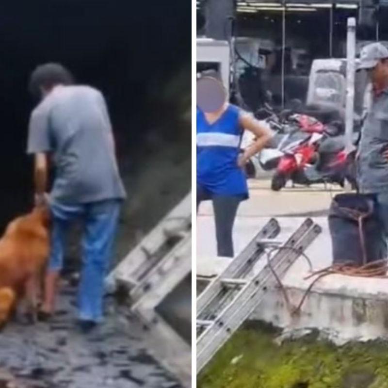 Cão foi resgatado pelos bombeiros e deixado em local seguro