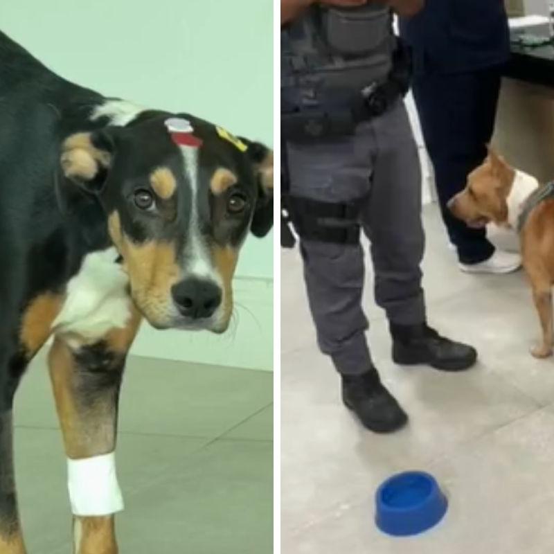Cachorros foram atendidos em uma clínica veterinária e acolhidos por uma protetora de animais