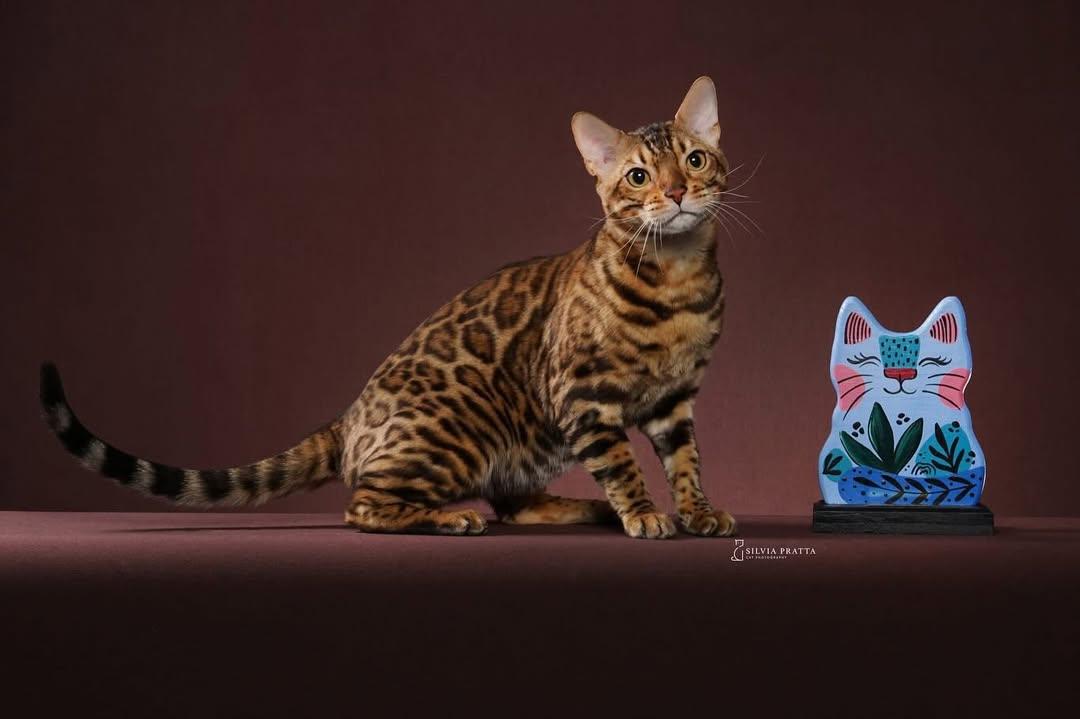 Bengal, ou minileopardo, é um dos que poderão ser vistos no Campeonato Brasileiro Fife de Gatos de Raça