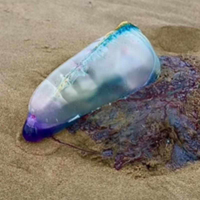 Movida pelo vento por meio de sua “bolsa flutuante”, a caravela-portuguesa se desloca pela superfície do mar enquanto seus longos tentáculos acompanham o movimento das correntes de ar e da água