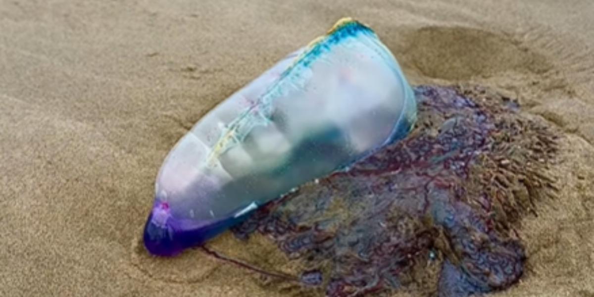 Movida pelo vento por meio de sua “bolsa flutuante”, a caravela-portuguesa se desloca pela superfície do mar enquanto seus longos tentáculos acompanham o movimento das correntes de ar e da água