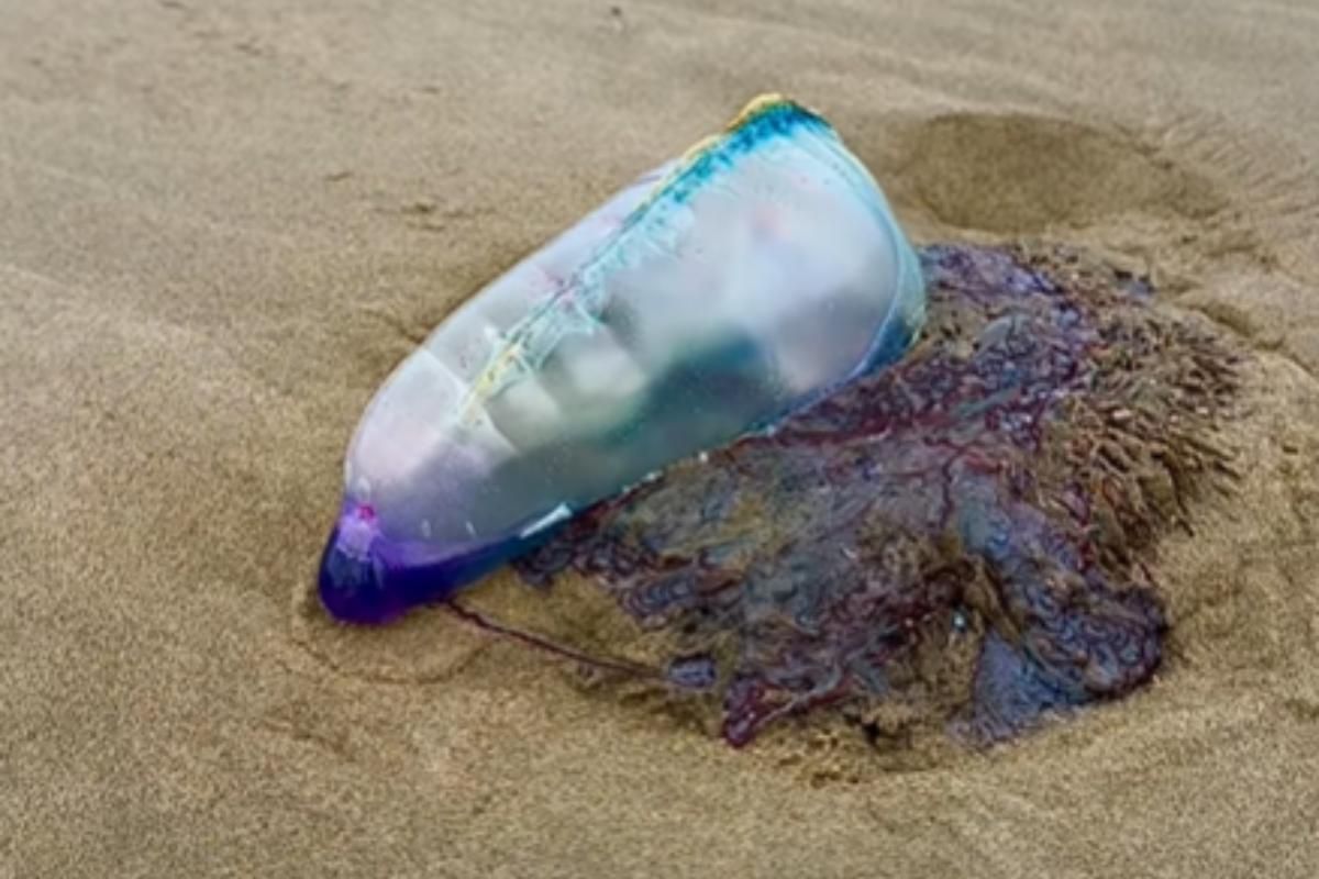 Movida pelo vento por meio de sua “bolsa flutuante”, a caravela-portuguesa se desloca pela superfície do mar enquanto seus longos tentáculos acompanham o movimento das correntes de ar e da água